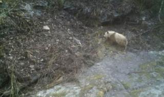 秦岭已发现11次棕色大熊猫