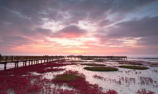 盘锦红海滩风景区游玩攻略